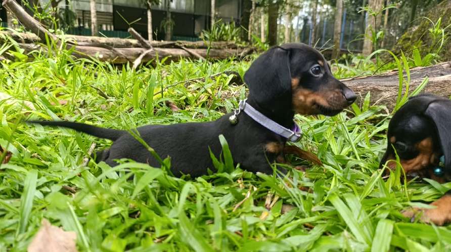 Hermosos cachorros salchicha - Imagen 4
