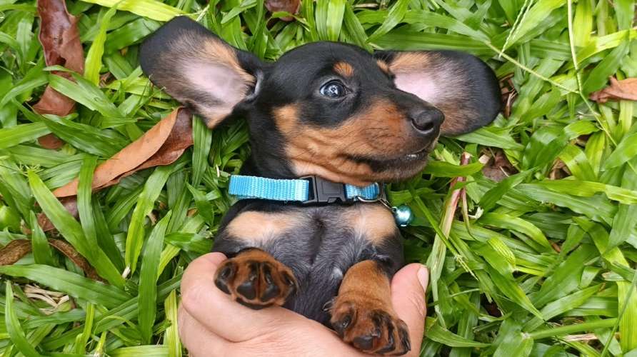 Hermosos cachorros salchicha - Imagen 2