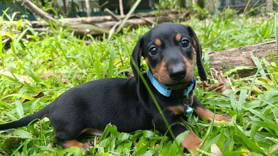 Hermosos cachorros salchicha - Imagen 5