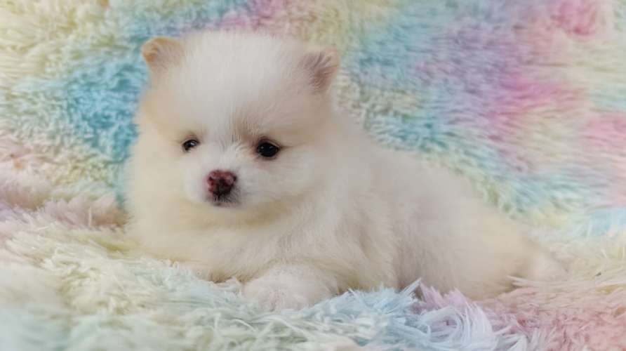 Hembras pomeranian