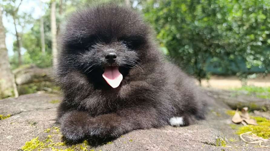 Hembras pomeranian