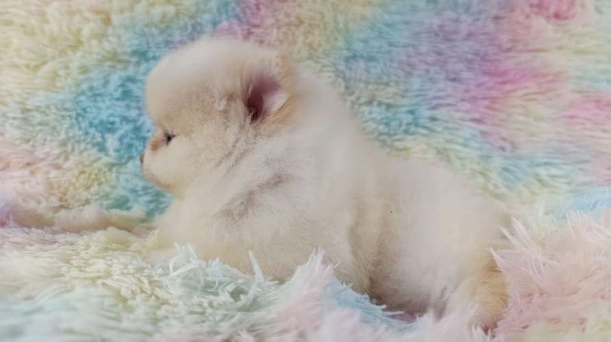Hembras pomeranian