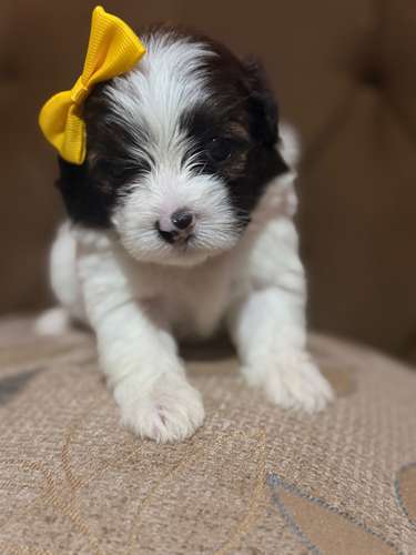Hermosa hembra maltipoo mini con su tarjeta - Imagen 8