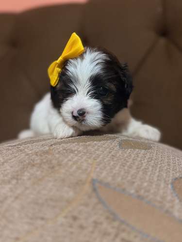 Hermosa hembra maltipoo mini con su tarjeta - Imagen 5