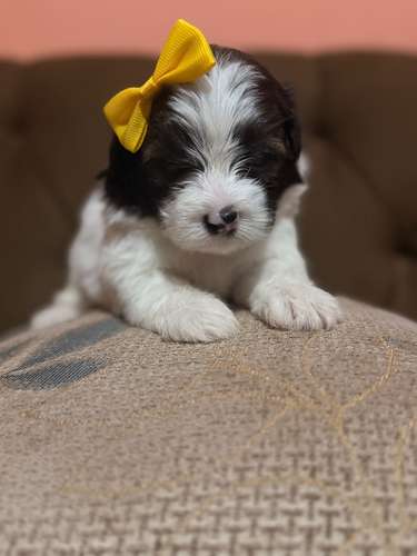 Hermosa hembra maltipoo mini con su tarjeta - Imagen 2