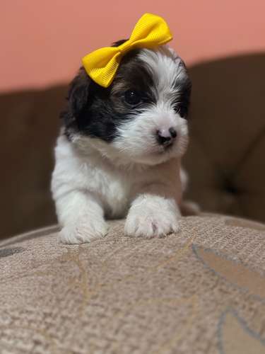 Hermosa hembra maltipoo mini con su tarjeta - Imagen 4
