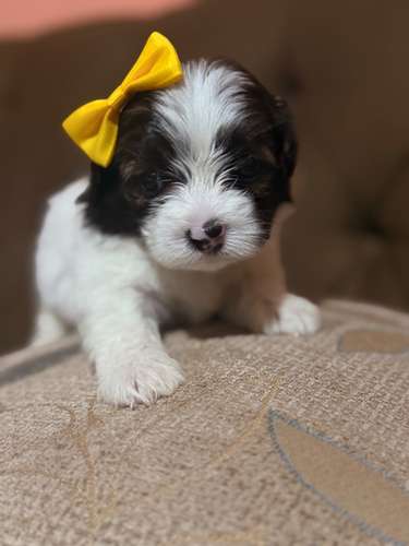 Hermosa hembra maltipoo mini con su tarjeta