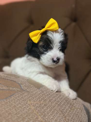 Hermosa hembra maltipoo mini con su tarjeta - Imagen 9
