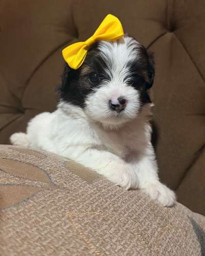 Hermosa hembra maltipoo mini con su tarjeta - Imagen 6