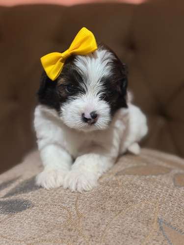 Hermosa hembra maltipoo mini con su tarjeta - Imagen 7