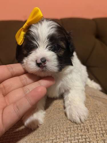 Hermosa hembra maltipoo mini con su tarjeta - Imagen 3