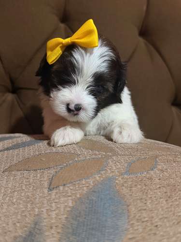Hermosa hembra maltipoo mini con su tarjeta - Imagen 10