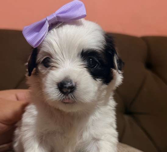Hermosa hembra maltipoo mini toy con su tarjeta