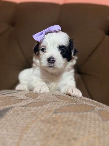 Hermosa hembra maltipoo mini toy con su tarjeta - Imagen 8