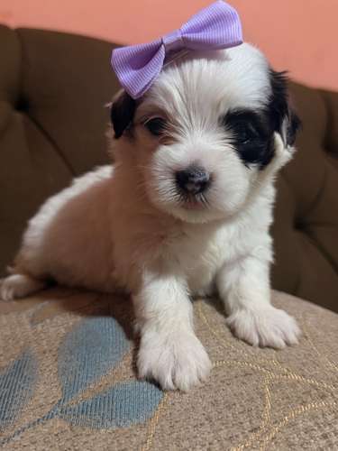 Hermosa hembra maltipoo mini toy con su tarjeta - Imagen 3