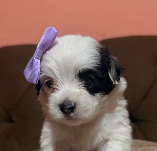 Hermosa hembra maltipoo mini toy con su tarjeta - Imagen 9