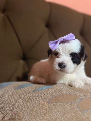 Hermosa hembra maltipoo mini toy con su tarjeta - Imagen 5
