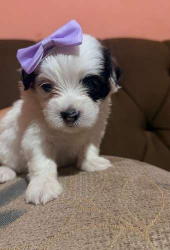 Hermosa hembra maltipoo mini toy con su tarjeta - Imagen 2