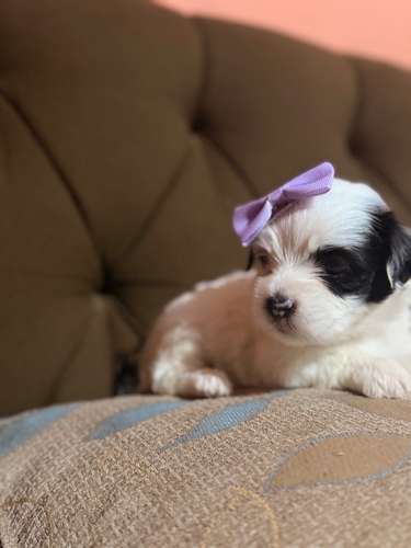 Hermosa hembra maltipoo mini toy con su tarjeta - Imagen 4