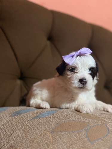 Hermosa hembra maltipoo mini toy con su tarjeta - Imagen 6