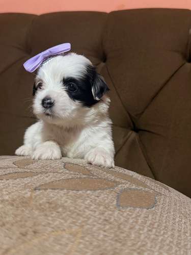 Hermosa hembra maltipoo mini toy con su tarjeta - Imagen 7