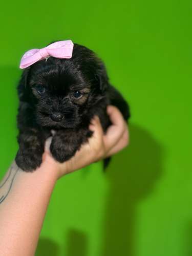 Hermosa hembra maltipoo mini toy con su tarjeta