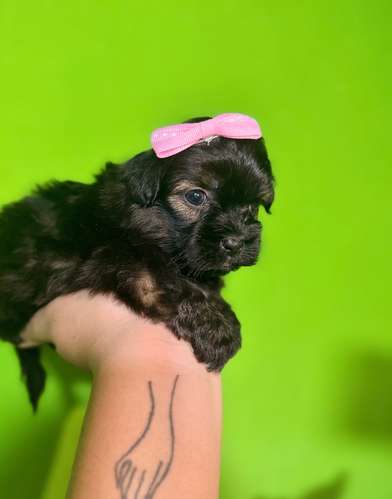 Hermosa hembra maltipoo mini toy con su tarjeta - Imagen 3