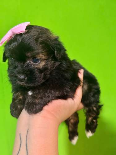 Hermosa hembra maltipoo mini toy con su tarjeta - Imagen 7