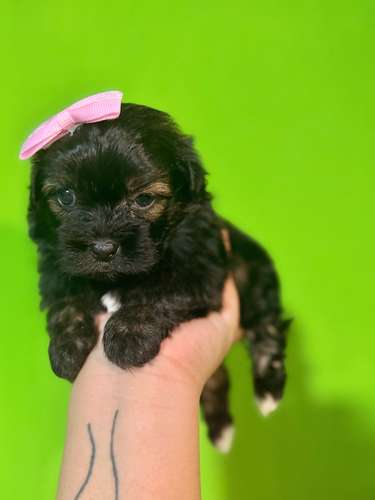 Hermosa hembra maltipoo mini toy con su tarjeta - Imagen 6