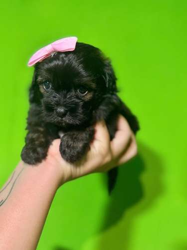 Hermosa hembra maltipoo mini toy con su tarjeta - Imagen 2