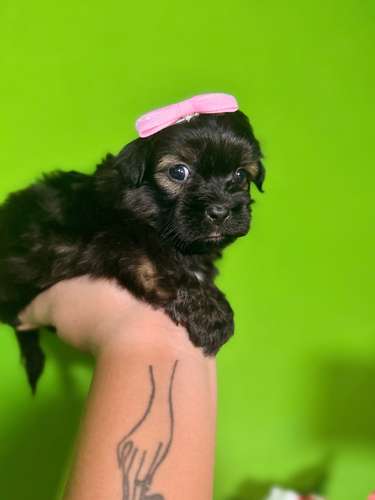Hermosa hembra maltipoo mini toy con su tarjeta - Imagen 4