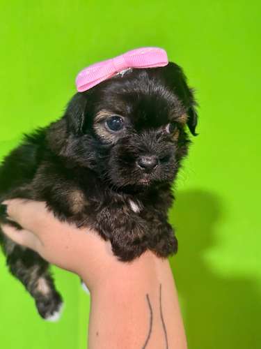 Hermosa hembra maltipoo mini toy con su tarjeta - Imagen 5