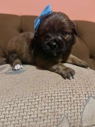 Hermosa hembra maltipoo mini toy con su tarjeta - Imagen 3