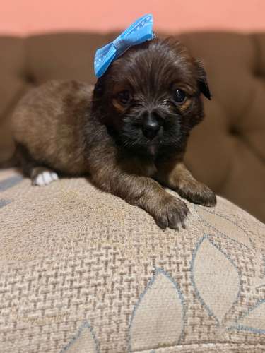 Hermosa hembra maltipoo mini toy con su tarjeta - Imagen 4