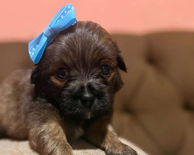 Hermosa hembra maltipoo mini toy con su tarjeta - Imagen 2