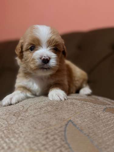 Hermoso macho maltipoo mini apricot con su tarjeta - Imagen 2