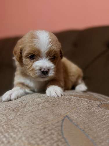 Hermoso macho maltipoo mini apricot con su tarjeta - Imagen 4