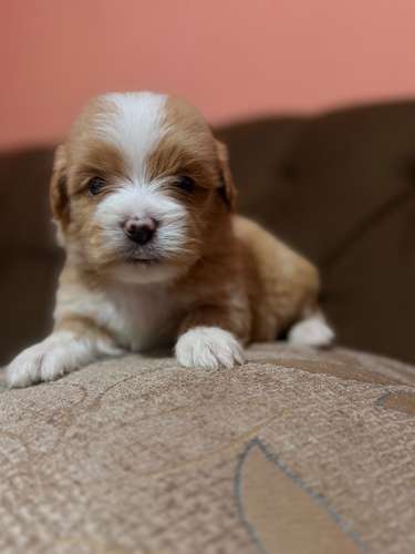 Hermoso macho maltipoo mini apricot con su tarjeta - Imagen 3