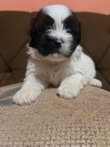 Hermoso macho maltipoo mini con su tarjeta - Imagen 3