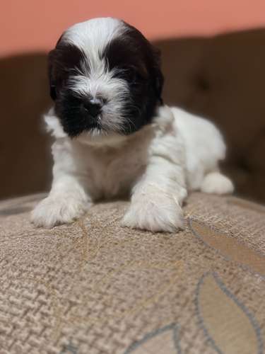 Hermoso macho maltipoo mini con su tarjeta - Imagen 4