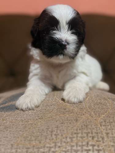 Hermoso macho maltipoo mini con su tarjeta - Imagen 2