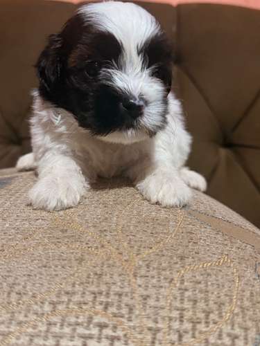 Hermoso macho maltipoo mini con su tarjeta - Imagen 6
