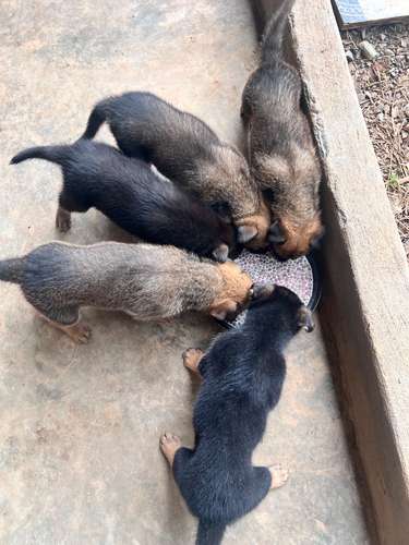 Cachorros cruce Pastor Alemán y belga en venta