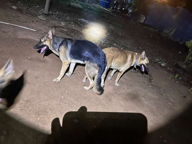Cachorros cruce Pastor Alemán y belga en venta - Imagen 5