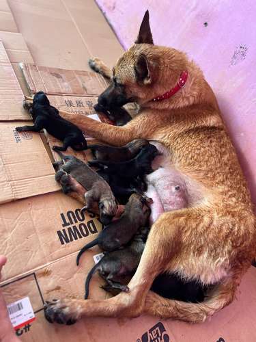 Cachorros cruce Pastor Alemán y belga en venta - Imagen 4