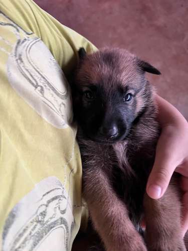 Cachorros cruce Pastor Alemán y belga en venta - Imagen 3