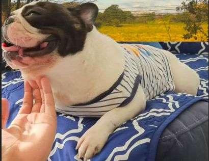 Bulldog francés macho disponible para monta - Precio negociable  - Imagen 2