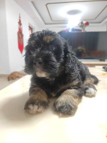 PERRITO