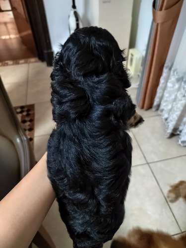 PERRITO - Imagen 3