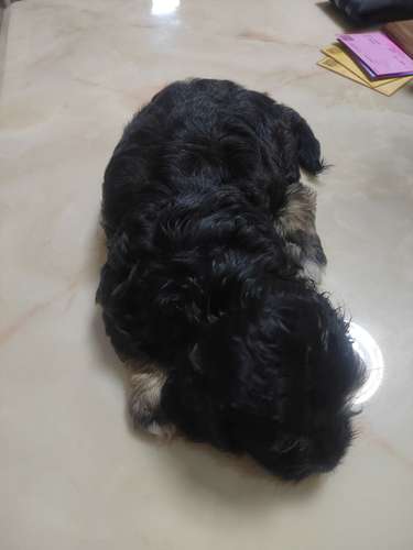 PERRITO - Imagen 2